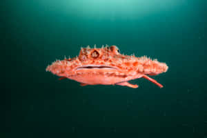 Red Batfish Swimming Underwater Wallpaper