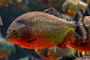 Red Bellied Piranha Swimming Wallpaper