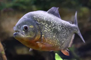 Red Bellied Piranha Swimming Wallpaper