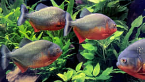 Red Bellied Piranhas Swimming Among Aquatic Plants.jpg Wallpaper