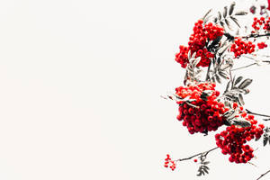 Red Berries Japanese Art Wallpaper