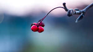 Red Berries With Depth Effect Wallpaper