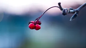 Red Berries With Depth Effect Wallpaper