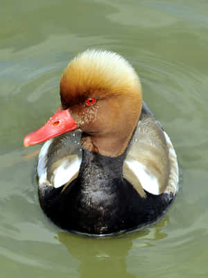 Red Billed Pochard Duck Swimming Wallpaper