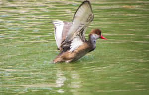 Red Billed Pochard In Flight Over Water.jpg Wallpaper