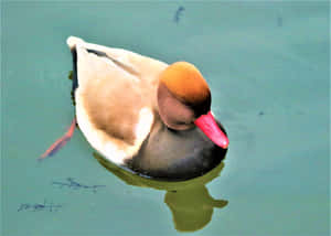 Red Billed Pochard Swimming Wallpaper