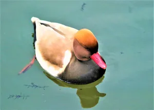 Red Billed Pochard Swimming Wallpaper