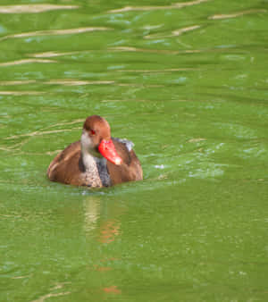 Red Billed Pochardin Green Water.jpg Wallpaper