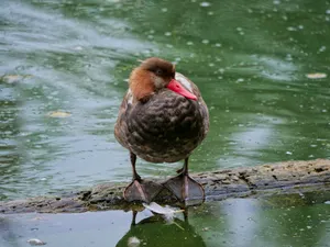 Red Billed Pochardon Log Wallpaper
