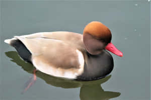 Red Billed Pochardon Water.jpg Wallpaper