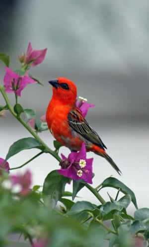 Red Bird Iphone Background Image Wallpaper