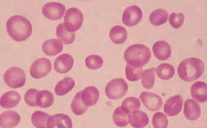 Red Blood Cell Structures In High Definition Wallpaper