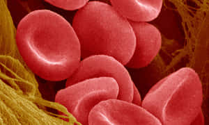 Red Blood Cells 1200 X 720 Wallpaper Wallpaper