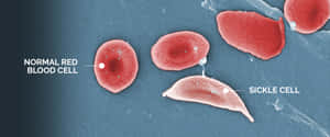 Red Blood Cells Up Close Wallpaper
