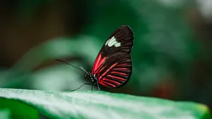 Red Butterfly Zoomed In Wallpaper