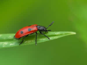 Red Checkered Beetleon Green Leaf Wallpaper