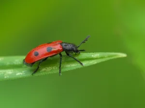 Red Checkered Beetleon Green Leaf Wallpaper