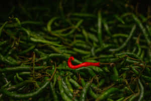 Red Conspicuous Chili Wallpaper