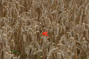 Red Conspicuous Flower In A Wheat Field Wallpaper