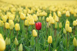 Red Conspicuous Tulip Wallpaper