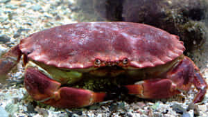 Red Crab On Sandy Bottom.jpg Wallpaper