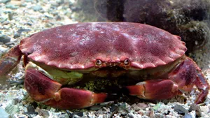 Red Crab On Sandy Bottom.jpg Wallpaper