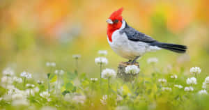 Red Crested Cardinalin Blooming Meadow.jpg Wallpaper