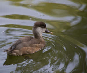 Red Crested Pochardin Water.jpg Wallpaper