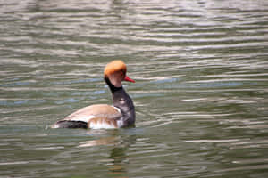 Red Crested Pochardin Water.jpg Wallpaper