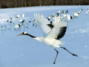 Red Crowned Crane In Snowy Field.jpg Wallpaper