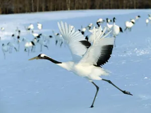 Red Crowned Crane In Snowy Field.jpg Wallpaper