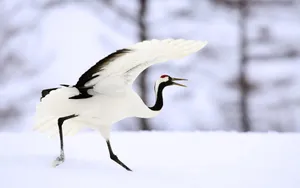 Red Crowned Cranein Snow Wallpaper