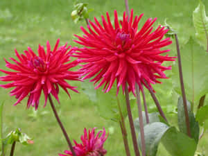 Red Dahlia Pinnata Cute Floral Wallpaper