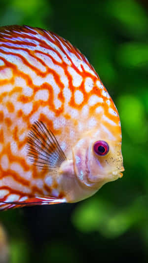 Red Discus Enjoying Underwater Iphone Wallpaper