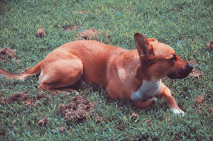 Red Dog Looking Out Towards A Sunny Meadow Wallpaper