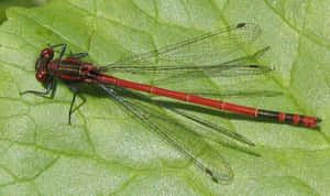 Red Dragonfly On A Blade Of Grass Wallpaper