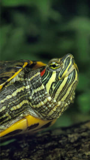 Red Eared Slider Terrapin Portrait Wallpaper