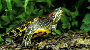 Red Eared Slider Terrapinon Log Wallpaper