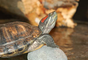 Red Eared Slider Terrapinon Rock Wallpaper