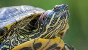 Red Eared Slider Turtle Profile Wallpaper