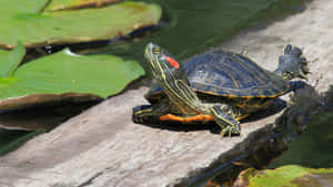 Red Eared Slider Turtleon Log Wallpaper