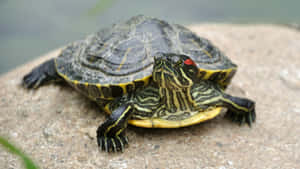 Red Eared Slider Turtleon Rock.jpg Wallpaper