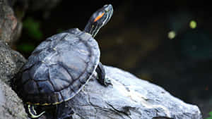 Red Eared Slider Turtleon Rock.jpg Wallpaper