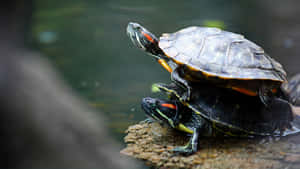 Red Eared Slider Turtles Basking Wallpaper