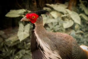 Red Faced Pheasant Profile Wallpaper