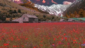 Red Flower Field Cottagecore Desktop Wallpaper