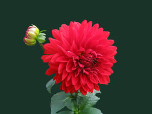 Red Flower Soft Petals Best Hd Wallpaper