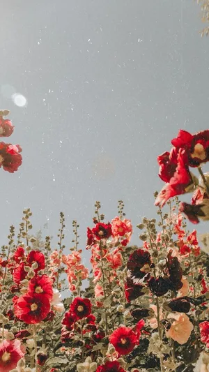 Red Flowers In The Field With A Blue Sky Wallpaper