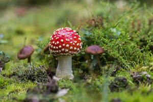 Red Fly Agaric Mushroom Aesthetic Wallpaper