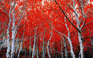 Red Forest White Birch Tree Wallpaper